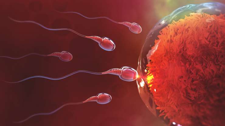 Understanding IVF Donor Programs: Egg, Sperm and Embryo