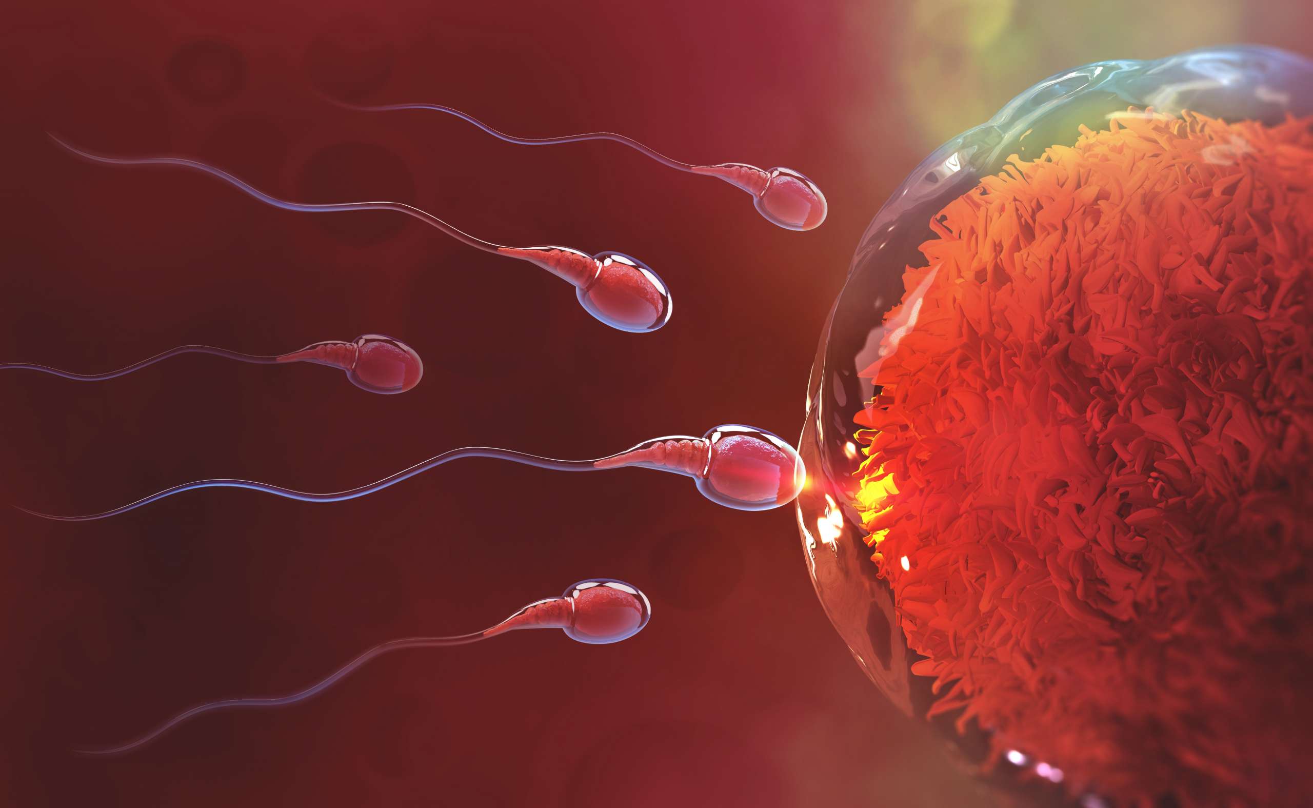 Understanding IVF Donor Programs: Egg, Sperm and Embryo